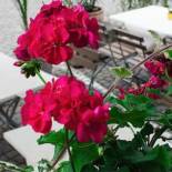 Фотография гостиницы Hotel Ari