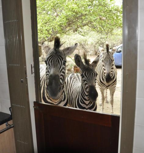 Фотографии гостевого дома
Milkwood Holiday Home