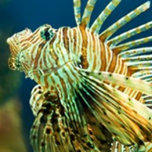 Фотография музея Океанариум Рио