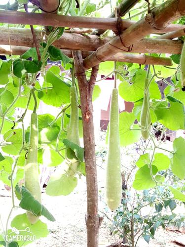 Фотография мини отеля Phong Nha Love Homestay