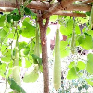 Фотографии мини отеля 
            Phong Nha Love Homestay