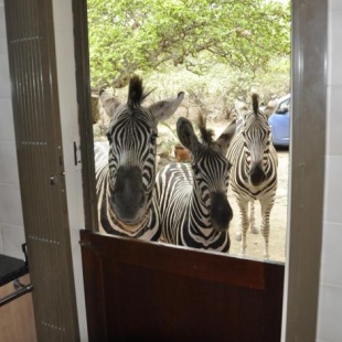 Фотография гостевого дома Milkwood Holiday Home