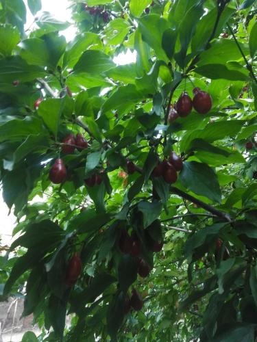 Фотография гостевого дома Monika Guest House