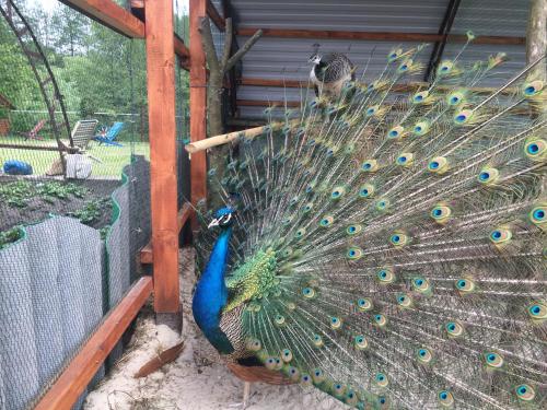 Фотографии гостевого дома
Лесная заводь