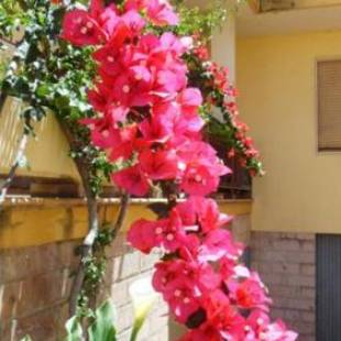 Фотографии мини отеля
Al Trentados