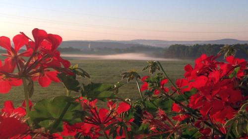 Фотография гостиницы WALDHOTEL