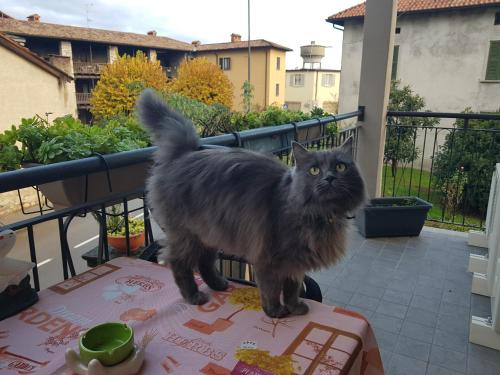 Фотография мини отеля B&B Erbagatta