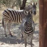 Фотография гостевого дома Mopani Villa