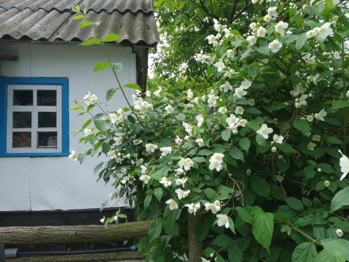 Фотография кемпинга MAZANKA