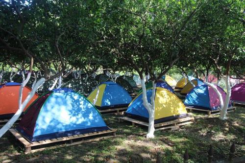 Фотография базы отдыха Citrus Tent City