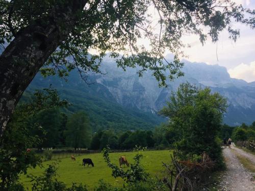 Фотография гостевого дома Guest House Rrashkadoli