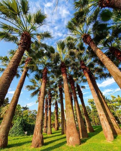 Фотографии гостиницы 
            Три Пальмы