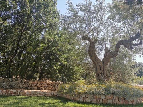 Фотография базы отдыха Agriturismo Masseria Del Crocifisso