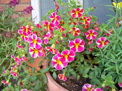 Фотография гостевого дома Pension Wendler