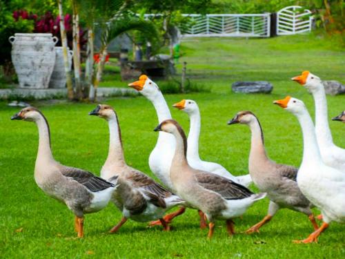 Фотография мини отеля Oliver Tree B&B