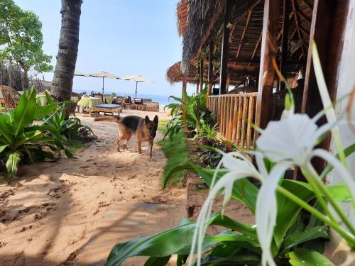 Фотографии мини отеля 
            Forget Me Not Resort