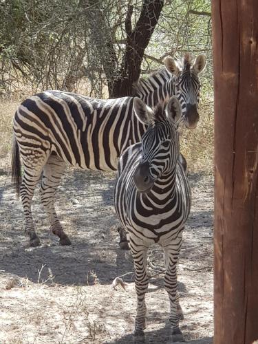 Фотография гостевого дома Mopani Villa
