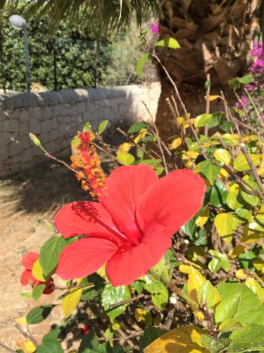 Фотография гостевого дома Hibiscus Rosso