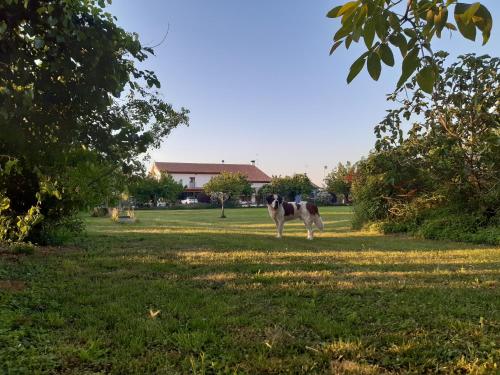 Фотография базы отдыха Agriturismo il Podere - Vedelago - Treviso