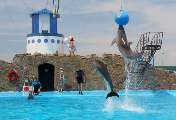 Фотография достопримечательности Дельфинарий Театр морских животных