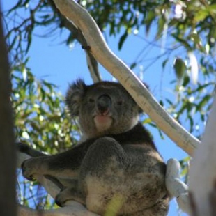 Фотография базы отдыха Levi Adelaide Holiday Park