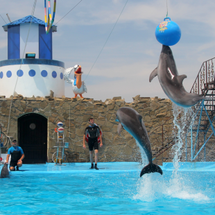 Фотография достопримечательности Дельфинарий Театр морских животных