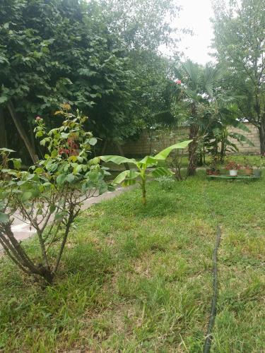 Фотография гостиницы Gabala Villa Centre Park