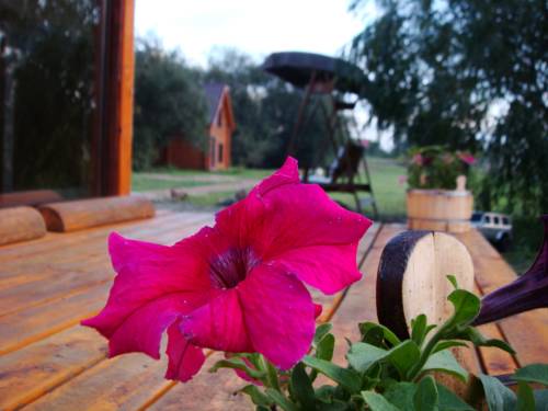 Фотографии гостевого дома
Серебряное копытце