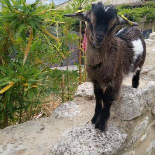 Фотографии гостевого дома
le Mas de la Jardine