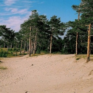 Фотография достопримечательности Ягринский сосновый бор