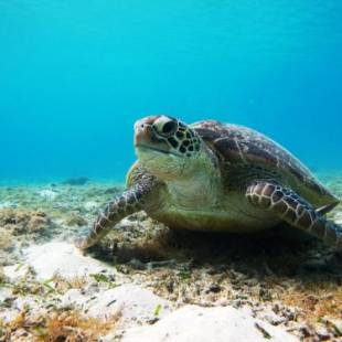 Фотографии гостиницы
Tokashiku Marine Villege