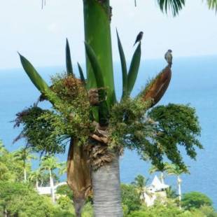 Фотографии гостевого дома 
            Sea Song Caribbean Villa