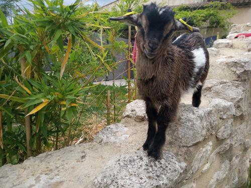 Фотография гостевого дома le Mas de la Jardine