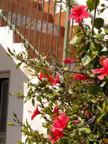 Фотография гостевого дома CASALE HIBISCUS