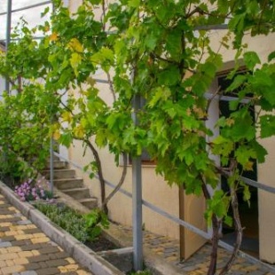 Фотография гостевого дома Персиковый сад