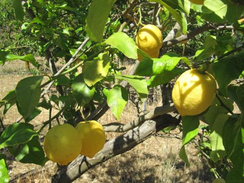 Фотография мини отеля i limoni