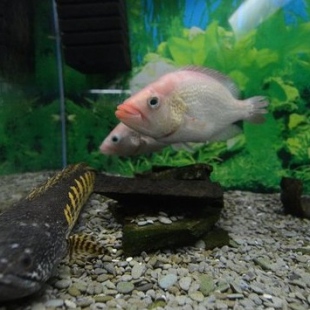 Фотография достопримечательности Алуштинский аквариум 