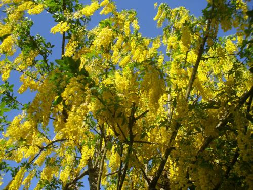 Фотография мини отеля Laburnum B&B