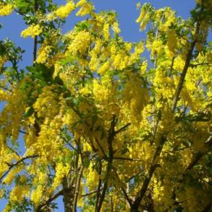 Фотографии мини отеля
Laburnum B&B