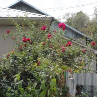 Фотография хостела Freedom Almaty