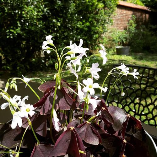 Фотография мини отеля La Maison de Ville