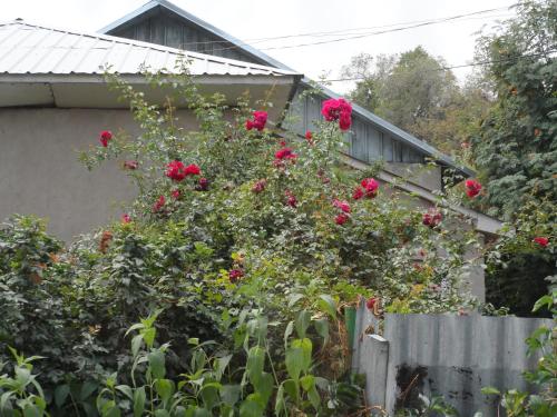 Фотография хостела Freedom Almaty