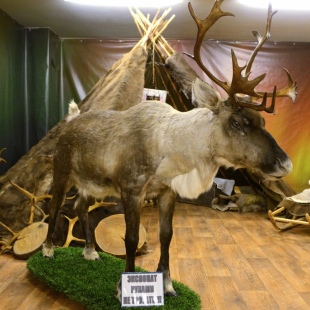 Фотография музея Историко-краеведческий музей