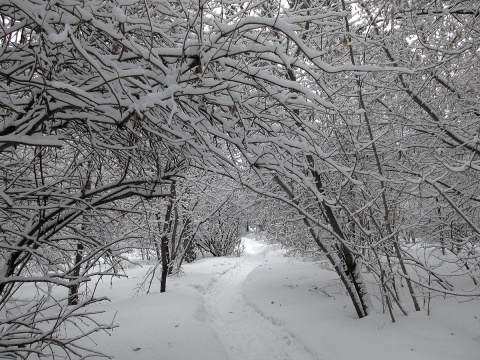 Плотный зимний. Городской Бор Шадринск. Шадринский Бор фото зимой. Городской Бор номер 1 Шадринск зима. Шадринск фото города зимой.