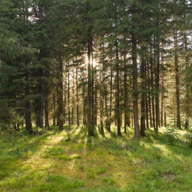 Фотография достопримечательности Черкасский бор