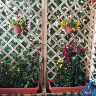 Фотография мини отеля B&B DALLA ZIA