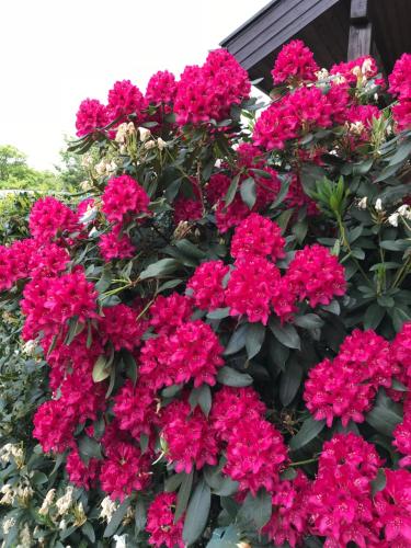 Фотография гостевого дома Gästehaus Steinmann Apartment 3 Zimmer