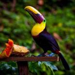 Фотография гостиницы Drake Bay Paradise Lodge