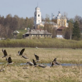 Фотография достопримечательности Гусиный заказник Кологривская пойма