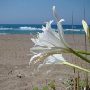 Фотография мини отеля Angisa 2